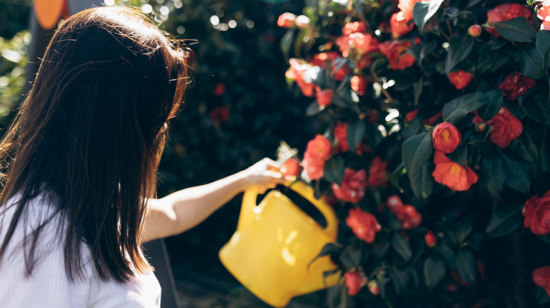 A woman watering camellias