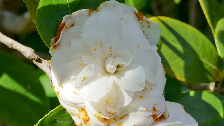 Camellia petal blight