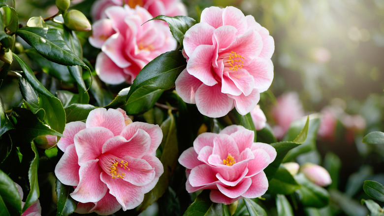 Camellias in full sun