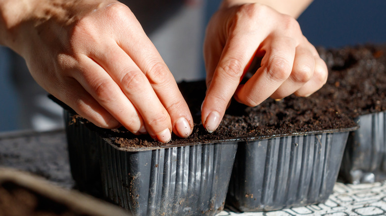 A person planting seeds in a black starter tray