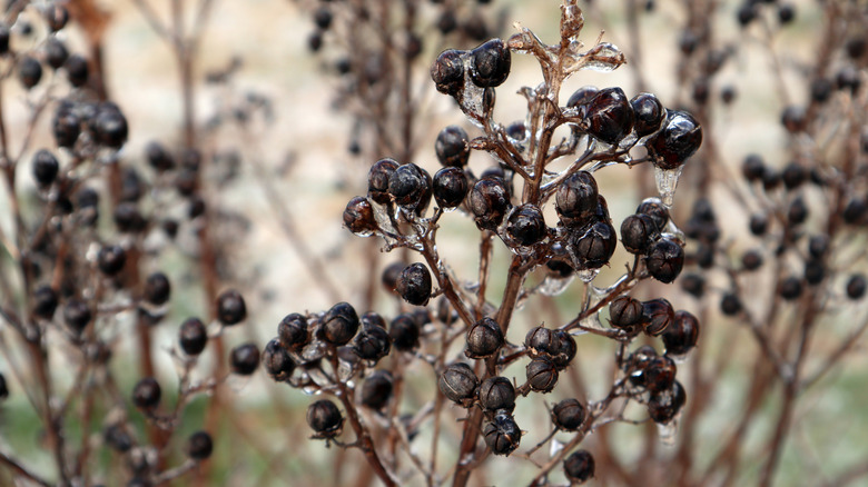 Crepe myrtle seed pods are coved in ice during winter.