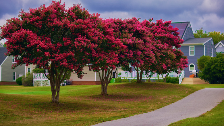 A row of crepe Myrtle trees bloom, covering the grass below them with petals.