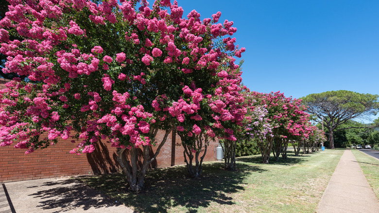 A row of crepe myrtle trees are in full bloom.