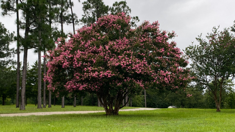 A large crepe myrtle tree thrives in an open field.