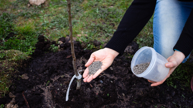 A person adding fertilizer to soil by a tree