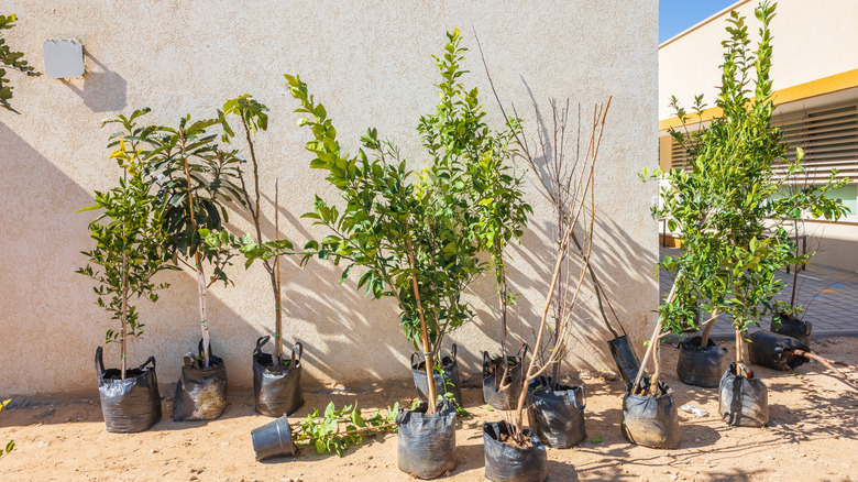 Fruit trees ready to be planted