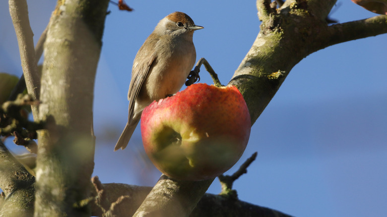 A bird sitting on a half-eaten apple on a tree