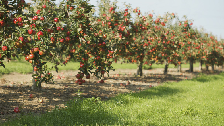 Apple trees in an orchard