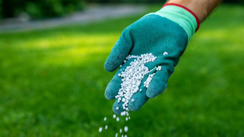 hand distributing fertilizer