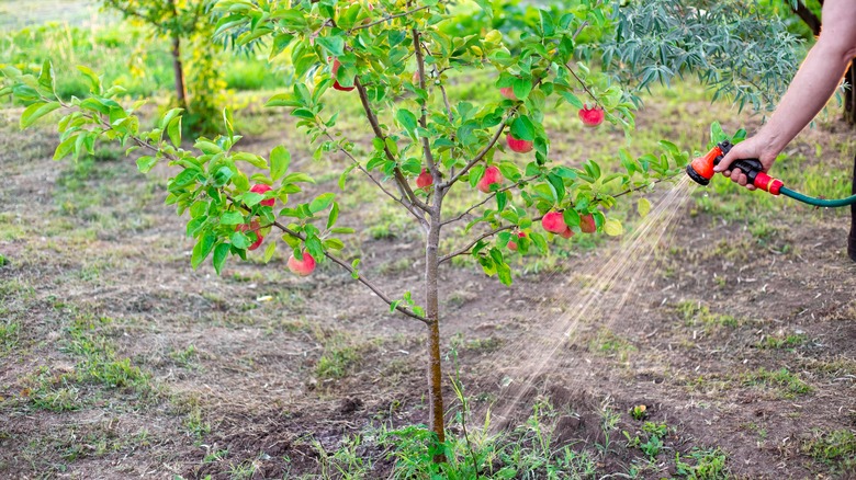 A person watering an apple tree