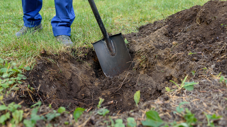 A person digging a hole to plant a fruit tree