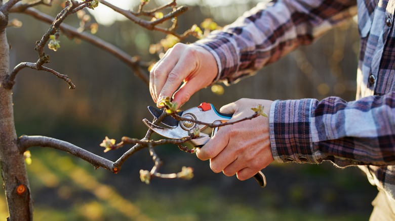 A person pruning a fruit tree