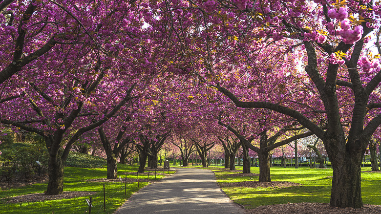 Blossoming fruit trees