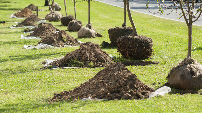 Fruit trees ready to be planted in holes