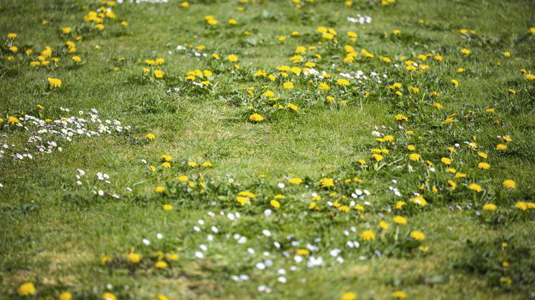 Grass that is covered with weeds