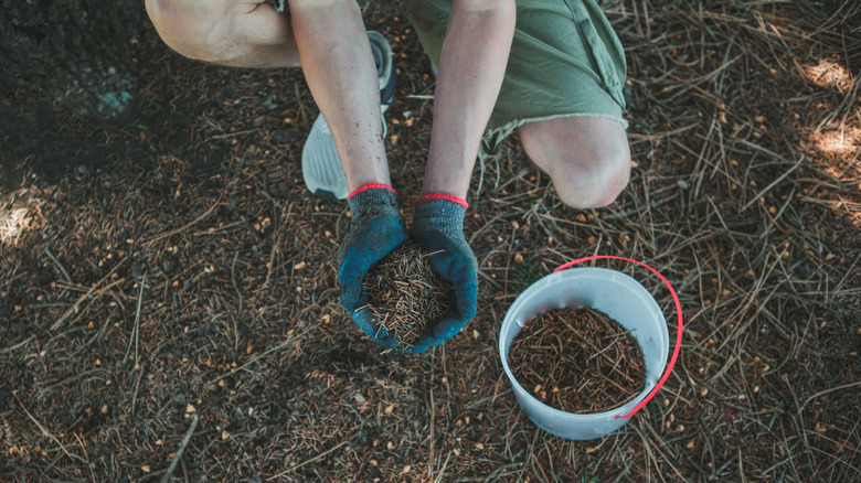 Man holding pine needle mulch