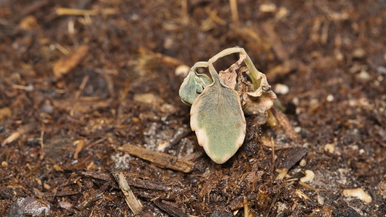 small wilted plant in the ground