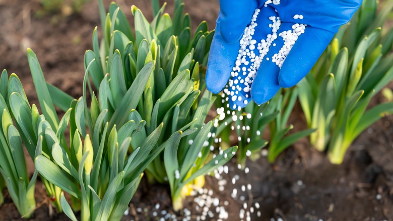 Gloved hand spreading fertilizer pellets