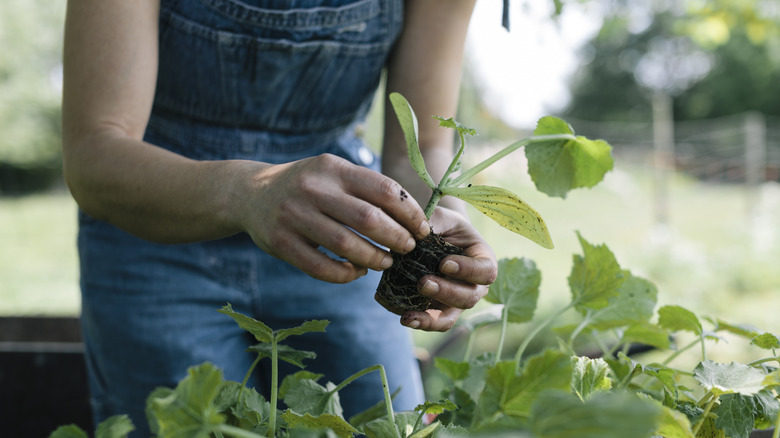 Woman loosening roots before planting a plant