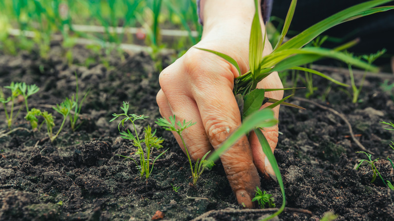 Hand pulling a weed from a garden