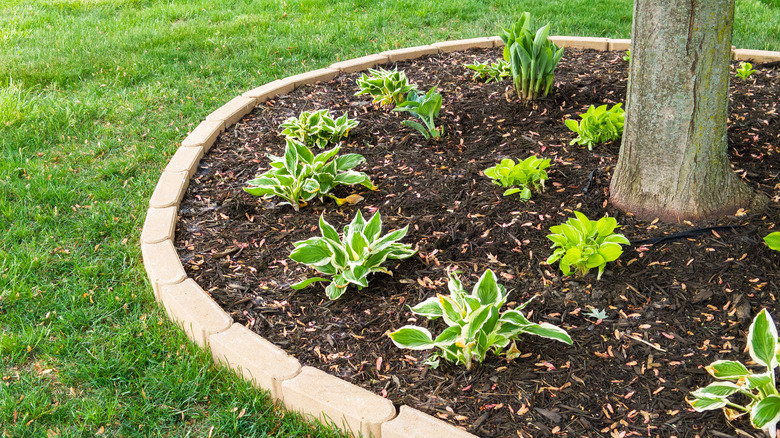 Garden bed with new hostas under a tree