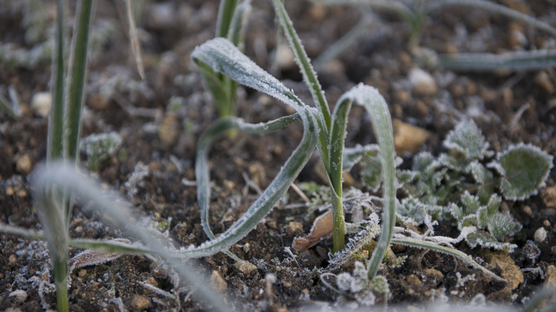 frozen plants in the ground