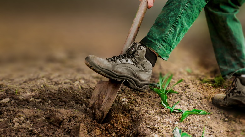 Man driving a shovel into the dirt