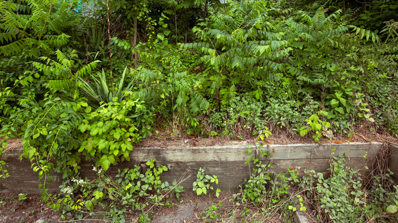 Overgrown garden with invasive plants