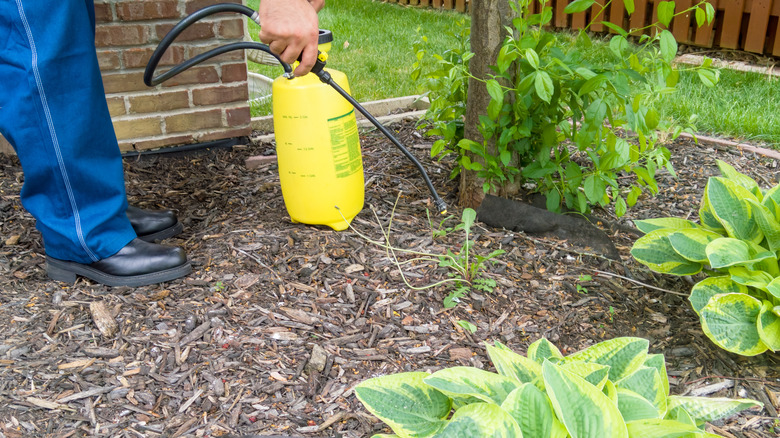 Man spraying a weed in a garden with herbicide