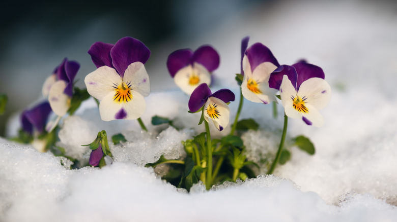 White and purple horned violets poking through the snow