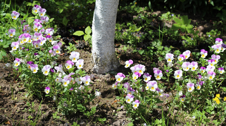 Horned violets growing at the base of a tree