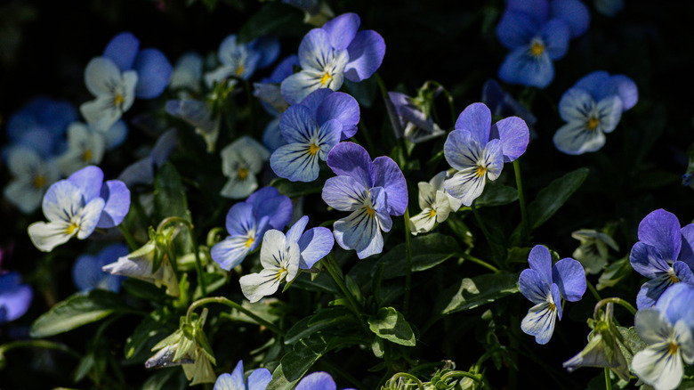 Purple and white horned violet in partial shade