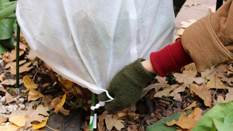 Covering a shrub with burlap