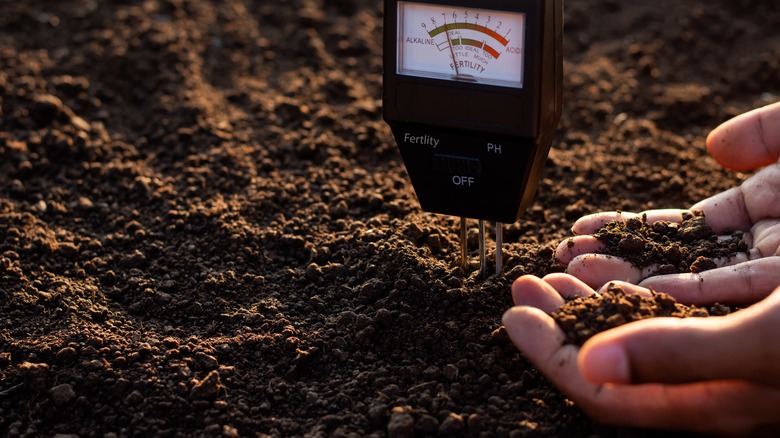 Person using a pH meter to test soil