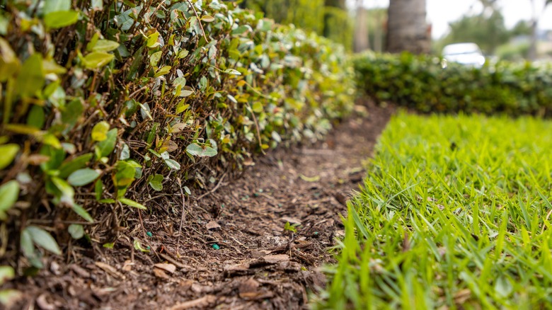 Row of hedges without mulch