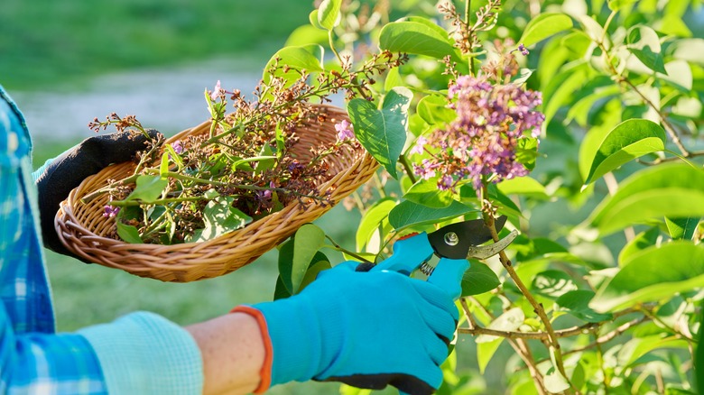 Person trimming dying lilac flowers