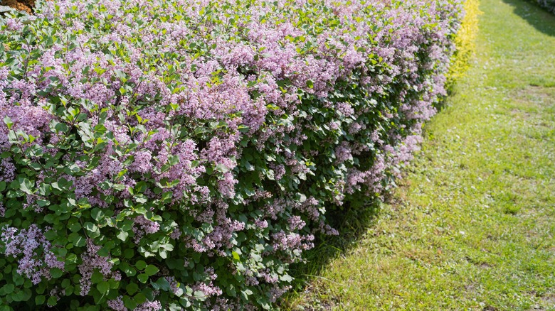 Lilacs planted close together