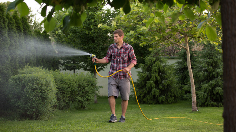 Gardener spraying shrubs with hose
