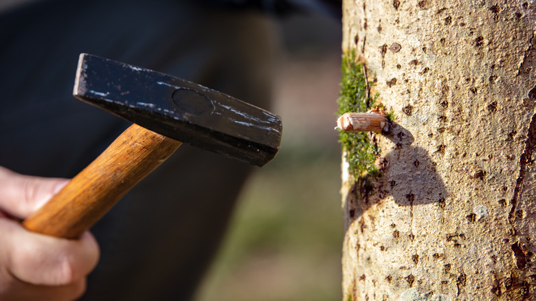 inoculated mushroom spores with log