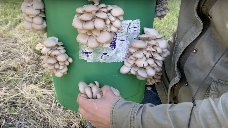 inspecting mature mushrooms on bucket