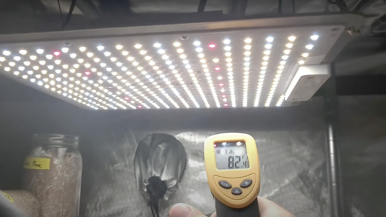 checking mushroom light temperature