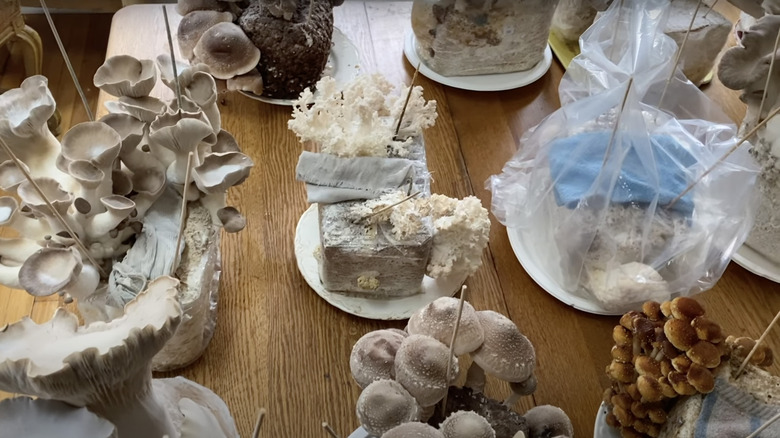 various mushroom species collection