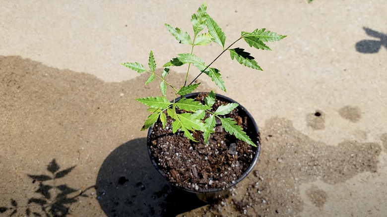 neem sapling in black starter pot