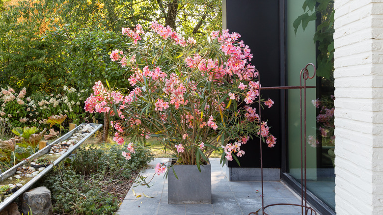pink oleander plant in a gray pot on someone's porch