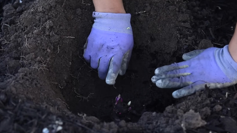 Planting peonies deep in the soil