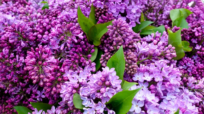 Purple lilac flowers