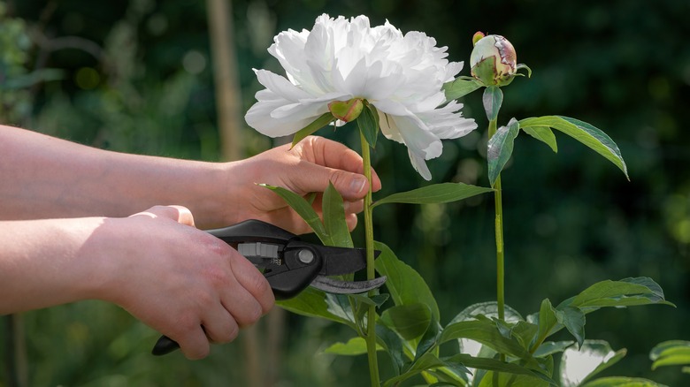 Deadheading peony