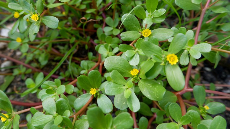 Weeds in garden