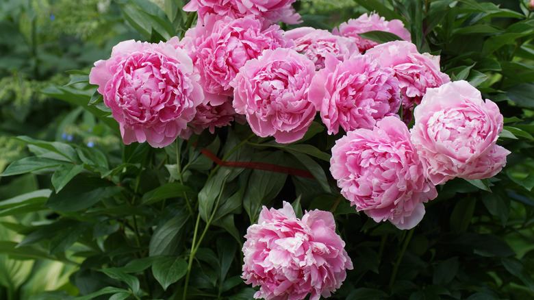 Droopy peonies