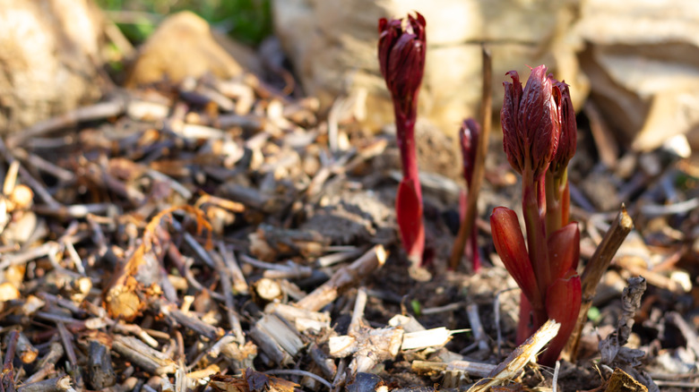 Young peony sprout